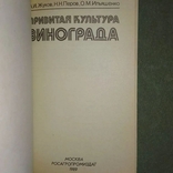 Привитая культура винограда, фото №4