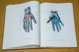 Анатомический атлас человека 1 том 1973, фото №10