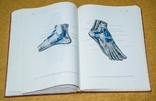 Анатомический атлас человека 1 том 1973, фото №11