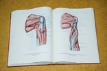 Анатомический атлас человека 1 том 1973, фото №13