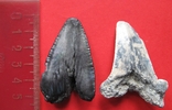 Крупные зубы ископаемой акулы - 2 шт., фото №2