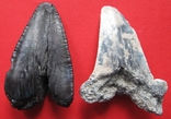 Крупные зубы ископаемой акулы - 2 шт., фото №3