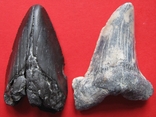 Крупные зубы ископаемой акулы - 2 шт., фото №4