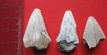 Крупные зубы ископаемой акулы - 3 шт., фото №2