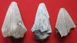 Крупные зубы ископаемой акулы - 3 шт., фото №3