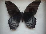 " Бабочки " сувенир, фото №5