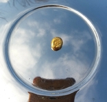 Золото Афинаж 2,6 грмм, фото №3