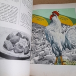 Книга о вкусной и здоровой пище 1954, фото №8