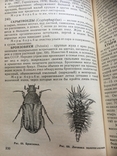 Хвороби і шкідники медоносних бджіл., фото №7