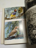 Иллюстрированная энциклопедия птиц, фото №7