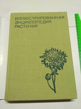 Иллюстрированная энциклопедия растений, фото №3