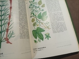 Дикорастущие съедобные растения в нашем питании 1980, фото №3