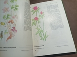 Дикорастущие съедобные растения в нашем питании 1980, фото №7