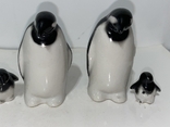 Семья пингвинов, фото №4