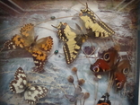 " Бабочки " сувенир 30 см. на 23 см., фото №5