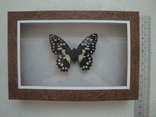" Бабочка " сувенир, фото №3