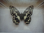 " Бабочка " сувенир, фото №4