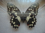 " Бабочка " сувенир, фото №7