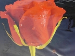 Картина роза, фото №4