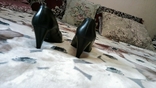 Шкіряні жіночі туфлі на високому каблуці розмір 36., фото №4