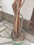 Дерево декоративное 150 см Цветок Большой, фото №8