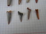 Зубы ископаемой акулы 8 шт., фото №5