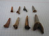 Зубы ископаемой акулы 8 шт., фото №7