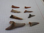 Зубы ископаемой акулы 8 шт., фото №8