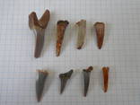 Зубы ископаемой акулы 8 шт., фото №9