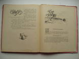 1957 Азбука Природы Книга 3 Познавательное, фото №11