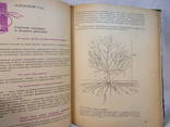 Азбука садовода, Москва, 1966 г, фото №6