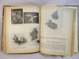 Азбука садовода, Москва, 1966 г, фото №10