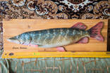 Продам рыбу "Esox Lusius" ручная работа, красота, как живая, фото №2