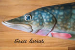 Продам рыбу "Esox Lusius" ручная работа, красота, как живая, фото №3