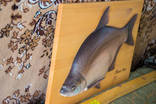 Продам рыбу "Abramis Brama" ручная работа, красота, как живая, фото №5