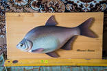 Продам рыбу "Abramis Brama" ручная работа, красота, как живая, фото №2