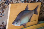 Продам рыбу "Abramis Brama" ручная работа, красота, как живая, фото №4