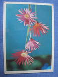 №2553 Открытки цветы, фото №2