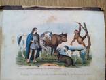 Естественная история 1866г. С цветными рисунками., фото №6