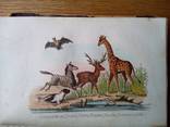 Естественная история 1866г. С цветными рисунками., фото №11