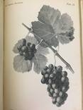 1909 Общее виноделие, фото №8