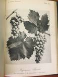 1909 Общее виноделие, фото №11