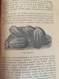 1929 Баштан та як його пильнувати, тир. 5000 єкз., фото №9