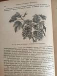 1890 Руководство к плодоводству, Н. Гоше, 2 часть., фото №6
