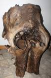 Череп мамута (череп мамонта ), фото 7