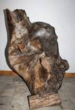 Череп мамута (череп мамонта ), фото 9