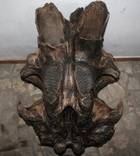 Череп мамута (череп мамонта ), фото 11