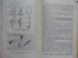 Рыболов-спортсмен. Альманах. № 11. 1959 г. (для всех, кто любит рыбалку), фото №9