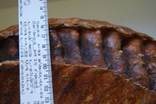 Зуб Мамонта. Полный фрагмент. Вес 6,1кг, фото №7