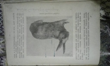 1909 год Кріликар, поученє про хов криликів, фото №4